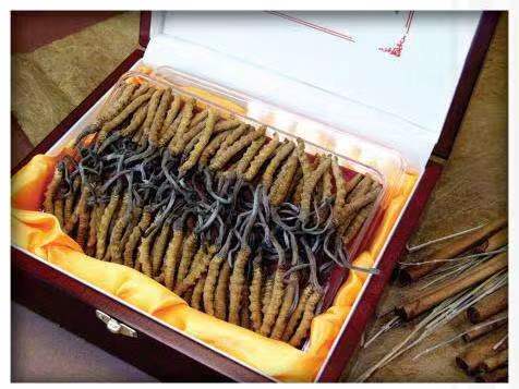 路北冬虫夏草回收